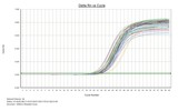 RtPCR（三复孔）